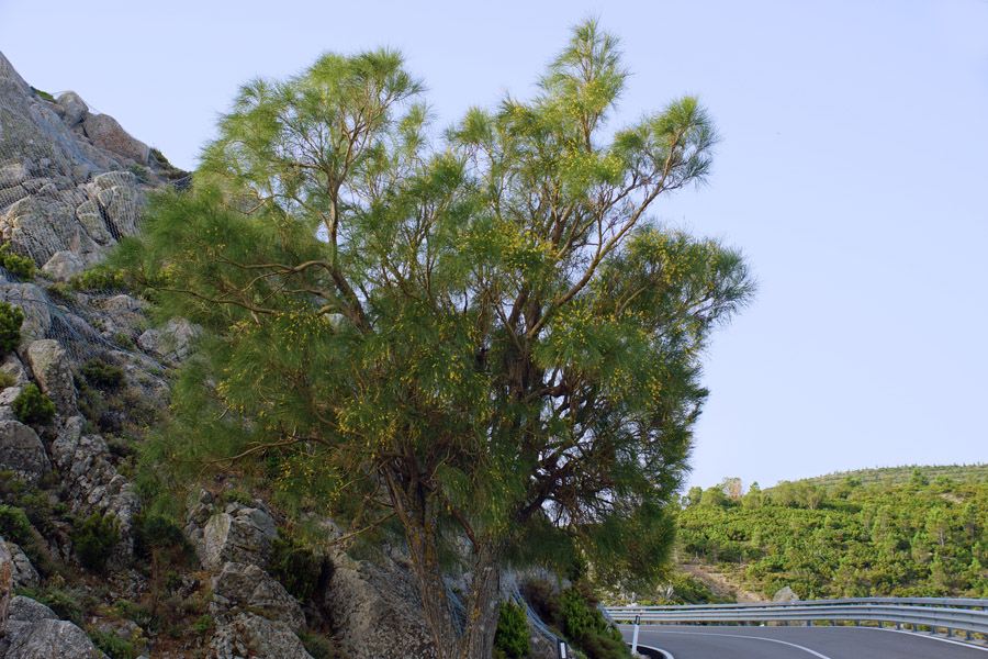 Genista aetnensis